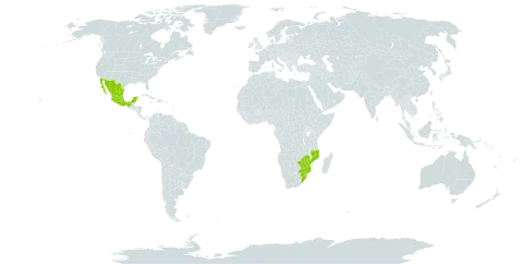 Pachypodium saundersii world distribution map, present in Mexico, Mozambique, eSwatini, South Africa, and Zimbabwe