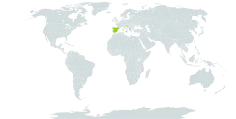 Paeonia mascula subsp. russoi world distribution map, present in Albania, Spain, France, Croatia, and Italy