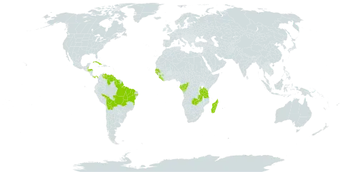 Paepalanthus lamarckii world distribution map, present in Belize, Bolivia (Plurinational State of), Brazil, Congo, Cuba, Dominica, Gabon, Guinea, Guinea-Bissau, Guyana, Honduras, Liberia, Madagascar, Panama, Senegal, Sierra Leone, Suriname, Tanzania, United Republic of, Venezuela (Bolivarian Republic of), and Zambia