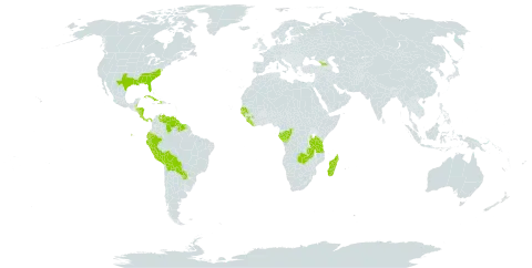 Paepalanthus world distribution map, present in Åland Islands, Belize, Bolivia (Plurinational State of), Congo, Costa Rica, Cuba, Dominica, Ecuador, Gabon, Georgia, Guinea, Guinea-Bissau, Guyana, Honduras, Haiti, Liberia, Madagascar, Nicaragua, Panama, Peru, Paraguay, Senegal, Sierra Leone, Suriname, Tanzania, United Republic of, United States of America, Venezuela (Bolivarian Republic of), and Zambia