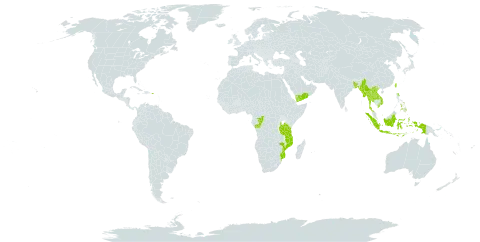 Pandanus odorifer world distribution map, present in Andorra, Bangladesh, Congo, Indonesia, Lao People's Democratic Republic, Maldives, Myanmar, Mozambique, Philippines, Puerto Rico, Thailand, Taiwan, Province of China, Tanzania, United Republic of, Viet Nam, and Yemen