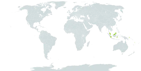 Pangium edule world distribution map, present in Micronesia (Federated States of), Guam, Indonesia, India, Northern Mariana Islands, Malaysia, Philippines, Palau, Papua New Guinea, United States of America, and Vanuatu