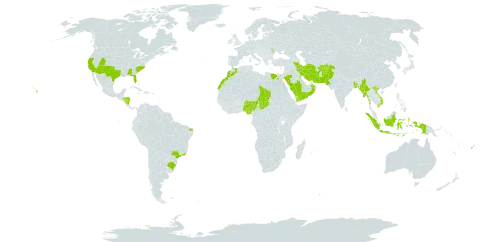 Panicum antidotale world distribution map, present in Afghanistan, Åland Islands, Andorra, Bangladesh, Brazil, Egypt, Fiji, Honduras, Indonesia, Iran (Islamic Republic of), Kuwait, Morocco, Moldova (Republic of), Myanmar, Mauritius, Nigeria, Nicaragua, Nepal, Oman, Pakistan, Palau, Saudi Arabia, Singapore, Chad, United States of America, Viet Nam, and Yemen