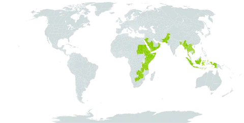 Panicum atrosanguineum world distribution map, present in Andorra, Burkina Faso, Bangladesh, Botswana, Djibouti, Eritrea, Ethiopia, Indonesia, Kenya, Lao People's Democratic Republic, Myanmar, Oman, Pakistan, Rwanda, Saudi Arabia, Sudan, Somalia, Thailand, Tanzania, United Republic of, Uganda, Viet Nam, Yemen, Zambia, and Zimbabwe