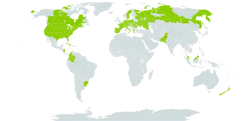 Panicum capillare world distribution map, present in Åland Islands, Austria, Bermuda, Brazil, Canada, Switzerland, Colombia, Cuba, Czech Republic, Germany, Spain, France, Micronesia (Federated States of), Georgia, Greece, Hungary, Italy, Jamaica, Malaysia, Nicaragua, Netherlands, New Zealand, Pakistan, Palau, Poland, Portugal, Romania, Russian Federation, Sweden, Turks and Caicos Islands, Ukraine, Uruguay, and United States of America