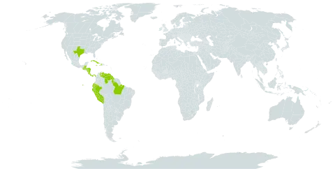 Panicum hirsutum world distribution map, present in Belize, Brazil, Costa Rica, Cuba, Dominica, Ecuador, Guatemala, Guyana, Honduras, Haiti, Jamaica, Nicaragua, Panama, Peru, United States of America, and Venezuela (Bolivarian Republic of)