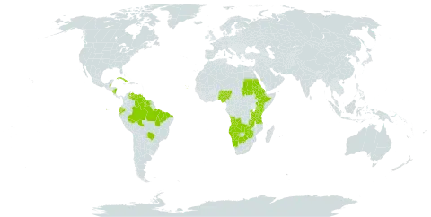 Panicum hirtum world distribution map, present in Angola, Burkina Faso, Belize, Brazil, Botswana, Cabo Verde, Cuba, Ecuador, Eritrea, Ethiopia, Guyana, Kenya, Namibia, Nigeria, Nicaragua, Rwanda, Sudan, Suriname, Tanzania, United Republic of, Uganda, Venezuela (Bolivarian Republic of), Zambia, and Zimbabwe