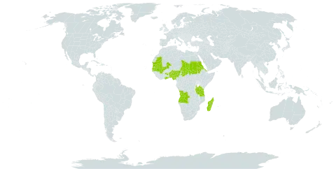 Panicum laetum world distribution map, present in Angola, Benin, Eritrea, Ghana, Gambia, Madagascar, Mali, Mauritania, Nigeria, Sudan, Senegal, Chad, and Tanzania, United Republic of