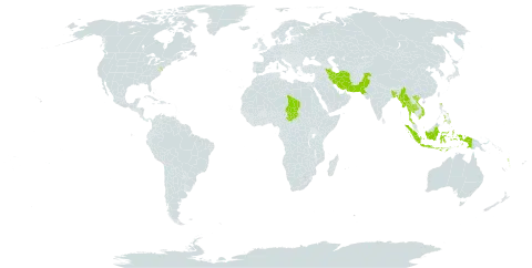 Panicum paludosum world distribution map, present in Bangladesh, Indonesia, Iran (Islamic Republic of), Myanmar, Nepal, Pakistan, Philippines, Chad, Thailand, United States of America, Viet Nam, and Vanuatu