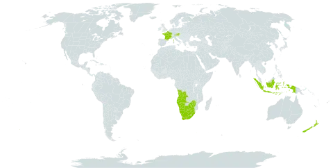 Panicum schinzii world distribution map, present in Angola, Austria, Botswana, France, Indonesia, Lesotho, Namibia, New Zealand, eSwatini, South Africa, and Zimbabwe