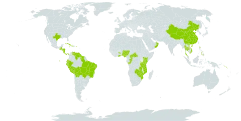 Panicum trichoides world distribution map, present in Aruba, Belize, Bermuda, Bolivia (Plurinational State of), Brazil, Central African Republic, China, Congo, Costa Rica, Cuba, Dominica, Ecuador, Ghana, Guatemala, Guyana, Honduras, Haiti, Jamaica, Kenya, Mozambique, Nigeria, Nicaragua, Oman, Panama, Peru, Philippines, Puerto Rico, Solomon Islands, Suriname, Thailand, Tanzania, United Republic of, Uganda, United States of America, Venezuela (Bolivarian Republic of), Viet Nam, Zambia, and Zimbabwe