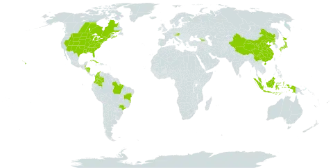 Panicum virgatum world distribution map, present in Åland Islands, Austria, Belize, Bermuda, Brazil, Canada, China, Colombia, Cuba, Micronesia (Federated States of), Georgia, Honduras, Indonesia, Japan, Malaysia, Nicaragua, Korea (Democratic People's Republic of), and United States of America