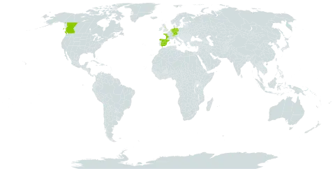 Papaver cambricum world distribution map, present in Canada, Switzerland, Germany, Spain, France, United Kingdom of Great Britain and Northern Ireland, and Netherlands