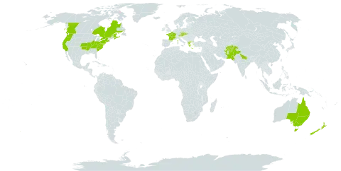 Papaver dubium world distribution map, present in Afghanistan, Australia, Austria, Canada, Czech Republic, France, Greece, India, North Macedonia, Nepal, New Zealand, Pakistan, Slovakia, and United States of America