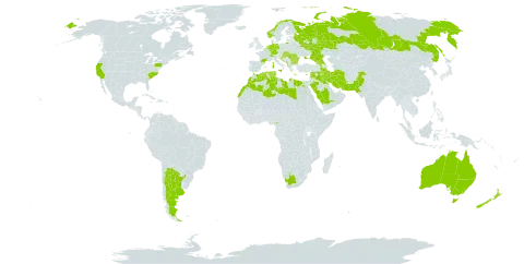 Papaver hybridum world distribution map, present in Afghanistan, Albania, Andorra, Argentina, Armenia, Australia, Belgium, Bulgaria, Bosnia and Herzegovina, Switzerland, Cameroon, Cyprus, Germany, Algeria, Egypt, Spain, France, United Kingdom of Great Britain and Northern Ireland, Georgia, Gibraltar, Greece, Croatia, Hungary, India, Iran (Islamic Republic of), Iraq, Israel, Italy, Kuwait, Lebanon, Libya, Morocco, North Macedonia, Malta, Montenegro, Netherlands, Norway, New Zealand, Pakistan, Portugal, Romania, Russian Federation, Saudi Arabia, Serbia, Slovakia, Syrian Arab Republic, Tunisia, Ukraine, United States of America, and South Africa