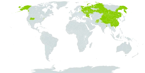 Papaver nudicaule world distribution map, present in Afghanistan, China, India, Mongolia, Pakistan, Russian Federation, and United States of America