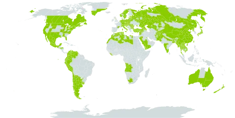 Papaver somniferum world distribution map, present in Afghanistan, Angola, Argentina, Armenia, Australia, Austria, Azerbaijan, Bangladesh, Bulgaria, Bosnia and Herzegovina, Belarus, Bhutan, Canada, Switzerland, Chile, China, Colombia, Czech Republic, Germany, Algeria, Ecuador, Spain, Estonia, France, United Kingdom of Great Britain and Northern Ireland, Georgia, Gibraltar, Greece, Greenland, Honduras, Croatia, Hungary, India, Italy, Japan, Kazakhstan, Cambodia, Kuwait, Lao People's Democratic Republic, Lebanon, Liberia, Libya, Liechtenstein, Sri Lanka, Lithuania, Latvia, Morocco, Mexico, North Macedonia, Malta, Myanmar, Montenegro, Netherlands, Norway, Nepal, New Zealand, Pakistan, Peru, Poland, Korea (Democratic People's Republic of), Portugal, Romania, Russian Federation, Saudi Arabia, Serbia, Slovakia, Slovenia, Sweden, Syrian Arab Republic, Thailand, Tajikistan, Tunisia, Turkey, Taiwan, Province of China, Ukraine, Uruguay, United States of America, Uzbekistan, Venezuela (Bolivarian Republic of), Viet Nam, Yemen, and South Africa