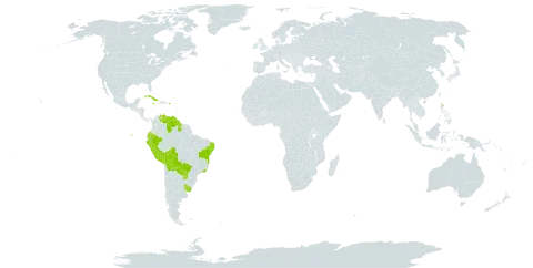 Pappophorum pappiferum world distribution map, present in Bolivia (Plurinational State of), Brazil, Cuba, Ecuador, Guyana, Jamaica, Peru, Puerto Rico, Paraguay, Uruguay, and Venezuela (Bolivarian Republic of)