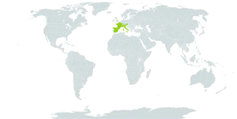 Paradisea liliastrum world distribution map, present in Austria, Switzerland, Spain, France, and Italy