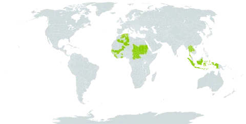 Parahyparrhenia world distribution map, present in Central African Republic, Algeria, Ghana, Guinea, Indonesia, Lao People's Democratic Republic, Liberia, Mali, Sudan, Senegal, Sierra Leone, Chad, and Thailand