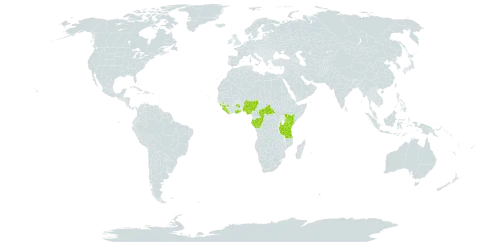 Parapentas world distribution map, present in Central African Republic, Congo, Cabo Verde, Gabon, Ghana, Guinea, Kenya, Liberia, Nigeria, Sierra Leone, and Tanzania, United Republic of