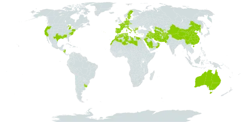 Parapholis world distribution map, present in Afghanistan, Åland Islands, Albania, Australia, Bulgaria, China, Cyprus, Czech Republic, Germany, Denmark, Algeria, Egypt, Spain, France, Micronesia (Federated States of), Greece, Ireland, Iran (Islamic Republic of), Iraq, Italy, Kuwait, Libya, Morocco, Nicaragua, Netherlands, Oman, Pakistan, Palau, Korea (Democratic People's Republic of), Portugal, Saudi Arabia, Singapore, Sweden, Turks and Caicos Islands, Turkmenistan, Tunisia, Uruguay, United States of America, and Uzbekistan