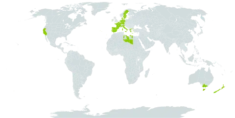 Parapholis strigosa world distribution map, present in Australia, Germany, Denmark, Spain, France, Greece, Ireland, Italy, Libya, Netherlands, New Zealand, Portugal, Sweden, and United States of America