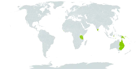 Pararchidendron pruinosum world distribution map, present in Australia, Indonesia, India, Sri Lanka, Papua New Guinea, Timor-Leste, and Tanzania, United Republic of