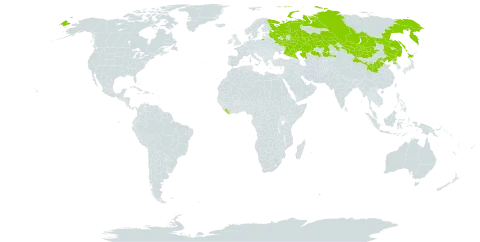 Parasenecio hastatus world distribution map, present in China, Japan, Kazakhstan, Liberia, Mongolia, Korea (Democratic People's Republic of), and Russian Federation