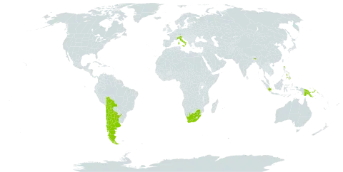 Parasenegalia visco world distribution map, present in Argentina, Bolivia (Plurinational State of), Chile, Indonesia, India, Italy, Philippines, Papua New Guinea, Singapore, Uruguay, and South Africa