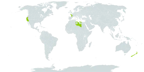 Parentucellia latifolia world distribution map, present in France, Libya, New Zealand, and United States of America