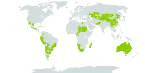 Parietaria debilis world distribution map, present in Argentina, Australia, Bolivia (Plurinational State of), Brazil, Bhutan, Chile, China, Cameroon, Colombia, Cabo Verde, Costa Rica, Cuba, Ecuador, Egypt, Spain, Georgia, Equatorial Guinea, Guatemala, India, Japan, Kazakhstan, Kyrgyzstan, Liberia, Lesotho, Madagascar, Mexico, Mongolia, Namibia, Nepal, New Zealand, Pakistan, Peru, Korea (Democratic People's Republic of), Portugal, Paraguay, Saudi Arabia, Sudan, Chad, Tajikistan, Uganda, Uruguay, Uzbekistan, Venezuela (Bolivarian Republic of), Viet Nam, and South Africa