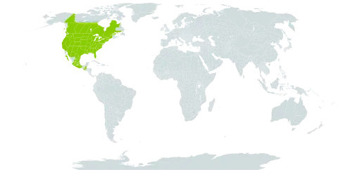 Parietaria pensylvanica world distribution map, present in Canada, Germany, Guatemala, Mexico, and United States of America