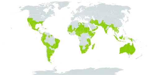 Parkinsonia aculeata world distribution map, present in Angola, Argentina, American Samoa, Australia, Bangladesh, Bahamas, Bolivia (Plurinational State of), Brazil, China, Cameroon, Colombia, Cabo Verde, Costa Rica, Djibouti, Dominican Republic, Ecuador, Ethiopia, Ghana, Guatemala, Haiti, Indonesia, India, Iran (Islamic Republic of), Iraq, Jamaica, Kenya, Cambodia, Lao People's Democratic Republic, Libya, Sri Lanka, Madagascar, Mexico, Mali, Myanmar, Northern Mariana Islands, Mozambique, Mauritania, Mauritius, Namibia, Niger, Nigeria, Oman, Pakistan, Panama, Peru, Réunion, Sudan, Senegal, Singapore, Sierra Leone, El Salvador, Somalia, Suriname, Chad, Thailand, Tanzania, United Republic of, Uganda, Uruguay, United States of America, Viet Nam, Yemen, South Africa, and Zimbabwe