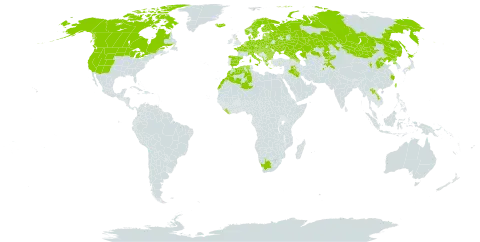 Parnassia palustris world distribution map, present in Afghanistan, Albania, Andorra, Austria, Azerbaijan, Belgium, Bulgaria, Bosnia and Herzegovina, Belarus, Canada, Switzerland, China, Czech Republic, Germany, Denmark, Algeria, Spain, Estonia, Finland, France, United Kingdom of Great Britain and Northern Ireland, Georgia, Greece, Croatia, Hungary, Iraq, Iceland, Italy, Japan, Kazakhstan, Kyrgyzstan, Lao People's Democratic Republic, Liberia, Liechtenstein, Lithuania, Luxembourg, Latvia, Morocco, North Macedonia, Montenegro, Mongolia, Netherlands, Norway, Pakistan, Poland, Korea (Democratic People's Republic of), Romania, Russian Federation, Serbia, Slovakia, Slovenia, Sweden, Tajikistan, Taiwan, Province of China, Ukraine, United States of America, and South Africa