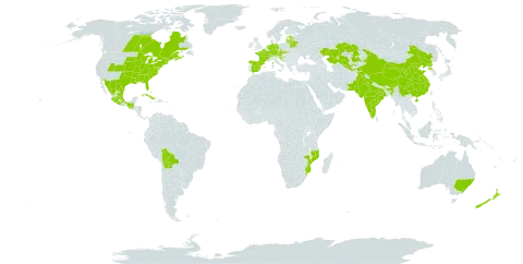 Parthenocissus quinquefolia world distribution map, present in Australia, Austria, Bahamas, Bosnia and Herzegovina, Belarus, Bermuda, Bolivia (Plurinational State of), Canada, Switzerland, China, Cuba, Czech Republic, Germany, Spain, Estonia, France, United Kingdom of Great Britain and Northern Ireland, Guatemala, Croatia, India, Kazakhstan, Lithuania, Latvia, Mexico, Mozambique, Netherlands, New Zealand, Pakistan, Korea (Democratic People's Republic of), Slovakia, Slovenia, Tajikistan, United States of America, and Uzbekistan