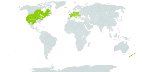 Parthenocissus vitacea world distribution map, present in Austria, Canada, Switzerland, Czech Republic, Germany, Denmark, France, Croatia, Hungary, Italy, Liechtenstein, Mexico, Netherlands, New Zealand, Poland, Romania, Slovakia, Slovenia, and United States of America