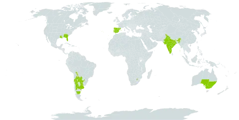 Pascalia glauca world distribution map, present in Argentina, Australia, Bolivia (Plurinational State of), Chile, Spain, India, Israel, Portugal, Paraguay, Uruguay, United States of America, and South Africa