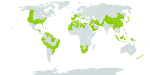 Paspalum distichum world distribution map, present in Åland Islands, Albania, Andorra, Austria, Bangladesh, Bulgaria, Bahamas, Bermuda, Bolivia (Plurinational State of), Brazil, Canada, China, Cook Islands, Comoros, Costa Rica, Cuba, Cyprus, Dominica, Algeria, Ecuador, Egypt, Spain, Fiji, France, Georgia, Greece, Guatemala, Guyana, Honduras, Haiti, Indonesia, Iran (Islamic Republic of), Iraq, Italy, Jamaica, Japan, Libya, Lesotho, Morocco, Moldova (Republic of), Maldives, Myanmar, Mauritania, Mauritius, Namibia, Norfolk Island, Nicaragua, Nepal, New Zealand, Oman, Pakistan, Peru, Philippines, Palau, Puerto Rico, Korea (Democratic People's Republic of), Portugal, Paraguay, Réunion, Saudi Arabia, Singapore, Suriname, eSwatini, Turks and Caicos Islands, Togo, Tunisia, Tuvalu, Taiwan, Province of China, Uruguay, United States of America, Venezuela (Bolivarian Republic of), Viet Nam, Samoa, Yemen, South Africa, and Zimbabwe