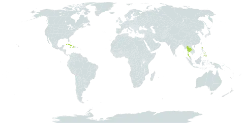 Paspalum lindenianum world distribution map, present in Cuba, Dominica, Haiti, Jamaica, Philippines, and Thailand