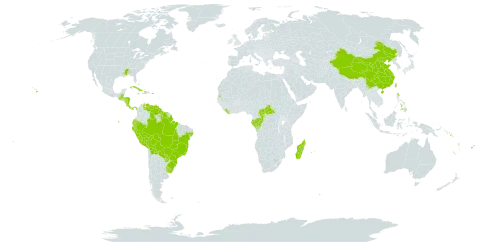 Paspalum paniculatum world distribution map, present in Bahamas, Belize, Bermuda, Bolivia (Plurinational State of), Brazil, Central African Republic, China, Congo, Cook Islands, Costa Rica, Cuba, Cayman Islands, Dominica, Ecuador, Fiji, Gabon, Guatemala, Guyana, Honduras, Haiti, Jamaica, Liberia, Madagascar, Mauritius, Nicaragua, Panama, Peru, Philippines, Puerto Rico, Paraguay, Réunion, Solomon Islands, Suriname, Seychelles, Taiwan, Province of China, Uganda, Uruguay, United States of America, Venezuela (Bolivarian Republic of), Vanuatu, Wallis and Futuna, and Samoa