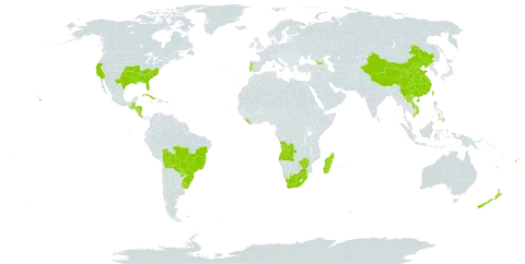 Paspalum urvillei world distribution map, present in Angola, Åland Islands, Bahamas, Belize, Bolivia (Plurinational State of), Brazil, China, Cook Islands, Costa Rica, Cuba, Fiji, Georgia, Guatemala, Honduras, Lao People's Democratic Republic, Liberia, Madagascar, Mauritius, Nicaragua, New Zealand, Philippines, Puerto Rico, Portugal, Paraguay, Réunion, eSwatini, Taiwan, Province of China, Uruguay, United States of America, Viet Nam, Samoa, South Africa, and Zimbabwe