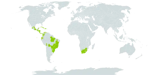 Passiflora capsularis world distribution map, present in Argentina, Bolivia (Plurinational State of), Brazil, Colombia, Costa Rica, Cuba, Dominican Republic, Ecuador, Guatemala, Honduras, Haiti, Mexico, Nicaragua, Panama, Paraguay, El Salvador, Venezuela (Bolivarian Republic of), and South Africa