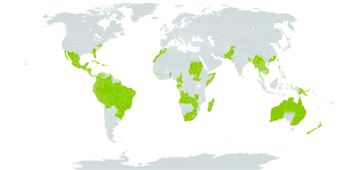 Passiflora edulis world distribution map, present in Angola, Argentina, Australia, Benin, Burkina Faso, Bangladesh, Bolivia (Plurinational State of), Brazil, China, Cameroon, Cook Islands, Colombia, Costa Rica, Cuba, Dominica, Dominican Republic, Ecuador, Spain, Fiji, Micronesia (Federated States of), Gabon, Guinea, Guatemala, Guam, Honduras, India, Jamaica, Cambodia, Kiribati, Lao People's Democratic Republic, Saint Lucia, Sri Lanka, Morocco, Madagascar, Maldives, Mexico, Marshall Islands, Myanmar, Montserrat, Martinique, Mauritius, Nicaragua, Niue, Nepal, New Zealand, Pakistan, Panama, Peru, Philippines, Papua New Guinea, Puerto Rico, Paraguay, Réunion, Sudan, Somalia, South Sudan, Sao Tome and Principe, eSwatini, Thailand, Tonga, Trinidad and Tobago, Taiwan, Province of China, United States of America, Venezuela (Bolivarian Republic of), Viet Nam, South Africa, Zambia, and Zimbabwe