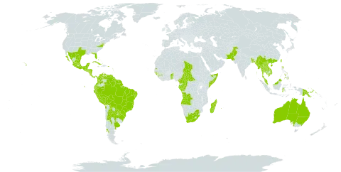 Passiflora foetida world distribution map, present in Angola, Anguilla, Argentina, Australia, Benin, Bonaire, Sint Eustatius and Saba, Burkina Faso, Bangladesh, Bahamas, Belize, Bolivia (Plurinational State of), Brazil, Barbados, Central African Republic, Chile, China, Cameroon, Congo, Colombia, Costa Rica, Cuba, Dominica, Ecuador, Gabon, Guinea, Guadeloupe, Gambia, Guinea-Bissau, Equatorial Guinea, Grenada, Guatemala, French Guiana, Guyana, Honduras, Indonesia, India, Jamaica, Cambodia, Kiribati, Lao People's Democratic Republic, Saint Lucia, Sri Lanka, Madagascar, Maldives, Mexico, Myanmar, Montserrat, Martinique, Mauritius, Malaysia, Nicaragua, Nepal, Pakistan, Panama, Peru, Philippines, Papua New Guinea, Puerto Rico, Paraguay, Réunion, Singapore, El Salvador, Somalia, Sao Tome and Principe, Suriname, Seychelles, Chad, Togo, Thailand, Tonga, Trinidad and Tobago, Taiwan, Province of China, Uruguay, United States of America, Saint Vincent and the Grenadines, Venezuela (Bolivarian Republic of), Viet Nam, and South Africa