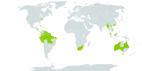 Passiflora laurifolia world distribution map, present in Antigua and Barbuda, Australia, Bonaire, Sint Eustatius and Saba, Brazil, Barbados, China, Colombia, Cuba, Dominica, Fiji, Guadeloupe, Grenada, French Guiana, Guyana, Honduras, Jamaica, Saint Lucia, Marshall Islands, Myanmar, Montserrat, Martinique, Malaysia, Niue, Peru, Puerto Rico, Singapore, Suriname, Seychelles, Tonga, Trinidad and Tobago, Taiwan, Province of China, United States of America, Saint Vincent and the Grenadines, Venezuela (Bolivarian Republic of), Viet Nam, and South Africa