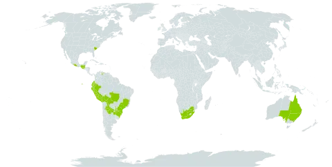 Passiflora morifolia world distribution map, present in Argentina, Australia, Bolivia (Plurinational State of), Brazil, Colombia, Ecuador, Guatemala, Mexico, Peru, Paraguay, United States of America, Venezuela (Bolivarian Republic of), and South Africa