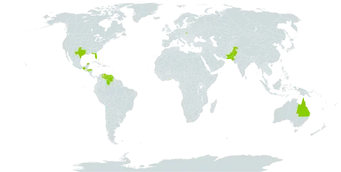 Passiflora pallida world distribution map, present in Australia, Bahamas, Bermuda, Ghana, Honduras, British Indian Ocean Territory, Mexico, Pakistan, Poland, United States of America, and Venezuela (Bolivarian Republic of)