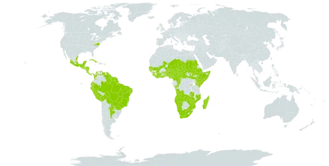 Paullinia pinnata world distribution map, present in Angola, Argentina, Benin, Bonaire, Sint Eustatius and Saba, Burkina Faso, Belize, Bolivia (Plurinational State of), Brazil, Central African Republic, Côte d'Ivoire, Cameroon, Congo, Colombia, Costa Rica, Cuba, Dominica, Ecuador, Ethiopia, Ghana, Guinea, Gambia, Guinea-Bissau, Equatorial Guinea, Grenada, Guatemala, French Guiana, Guyana, Honduras, Kenya, Liberia, Saint Lucia, Madagascar, Mexico, Mali, Mozambique, Martinique, Malawi, Mayotte, Namibia, Niger, Nigeria, Nicaragua, Panama, Peru, Puerto Rico, Paraguay, Rwanda, Sudan, Senegal, Sierra Leone, El Salvador, Somalia, South Sudan, Sao Tome and Principe, Suriname, Chad, Togo, Trinidad and Tobago, Tanzania, United Republic of, Uganda, United States of America, Venezuela (Bolivarian Republic of), South Africa, Zambia, and Zimbabwe