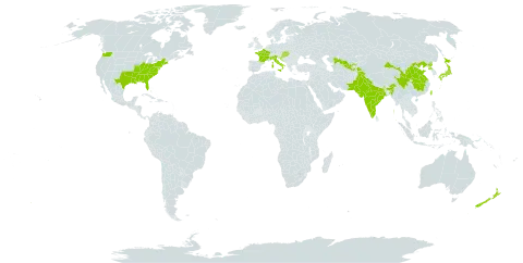 Paulownia tomentosa world distribution map, present in China, France, Croatia, Hungary, India, Italy, Japan, New Zealand, Pakistan, Korea (Democratic People's Republic of), Slovakia, Tajikistan, Taiwan, Province of China, United States of America, and Uzbekistan